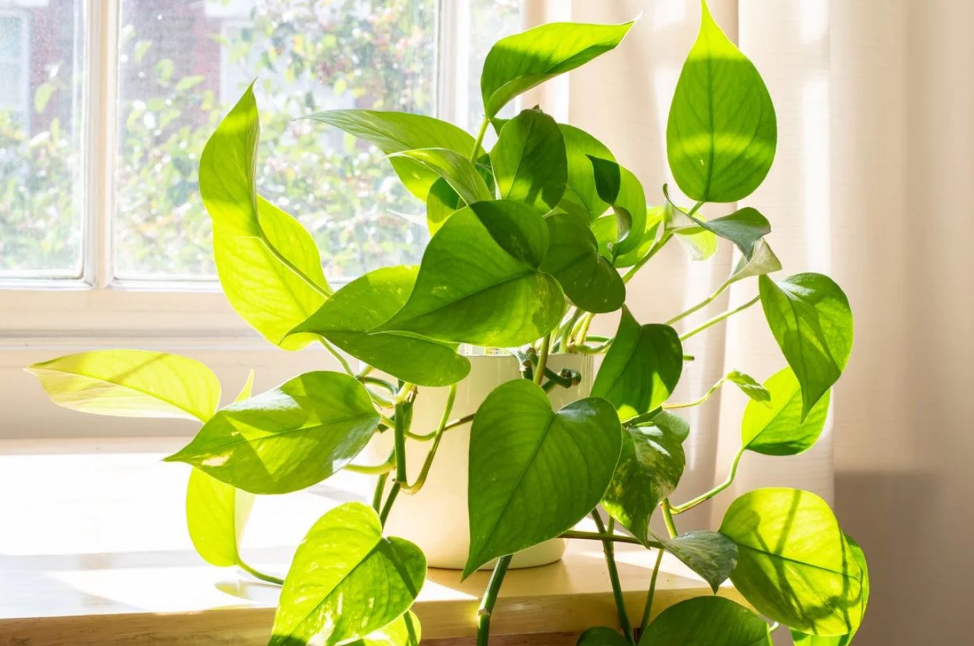 6 vị trí trong nhà tuyệt đối không được đặt cây: Số 3 khiến nhiều người 6 vị trí trong nhà tuyệt đối không được đặt cây: Số 3 khiến nhiều người