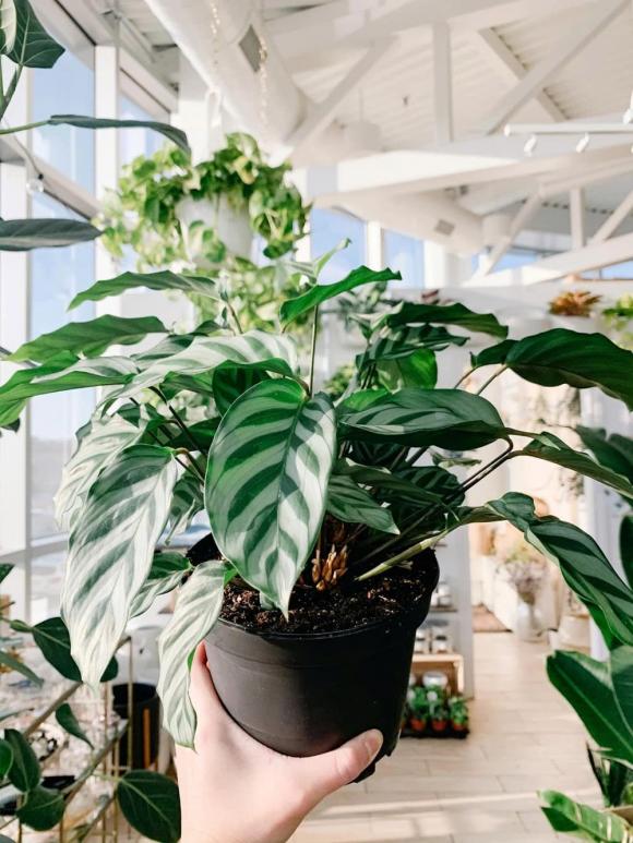 đuôi công, cây cảnh, phong thủy