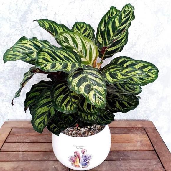 đuôi công, cây cảnh, phong thủy