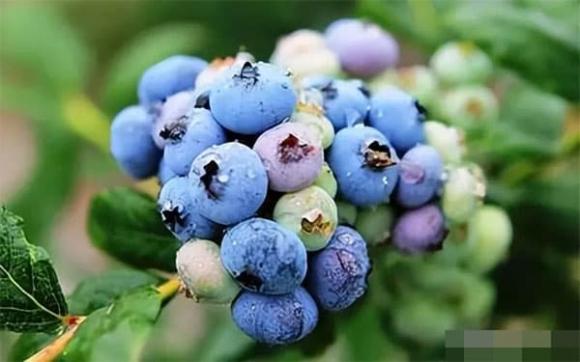 thuc-pham2-ngoisaovn-w600-h375 5 thực phẩm, quả óc chó, vừng đen