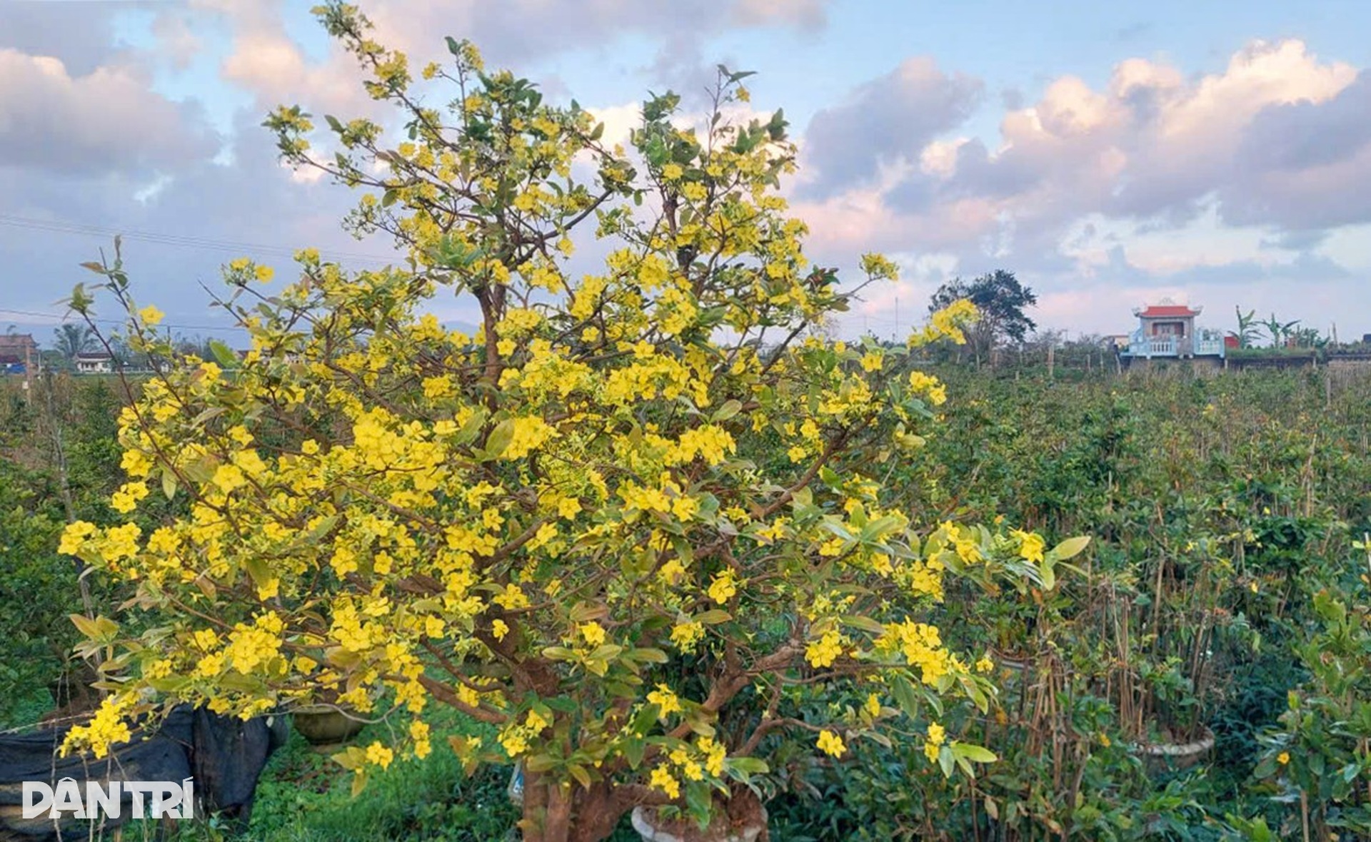 Nông dân điêu đứng vì mai Tết cười sau bão lũ dồn dập - 2