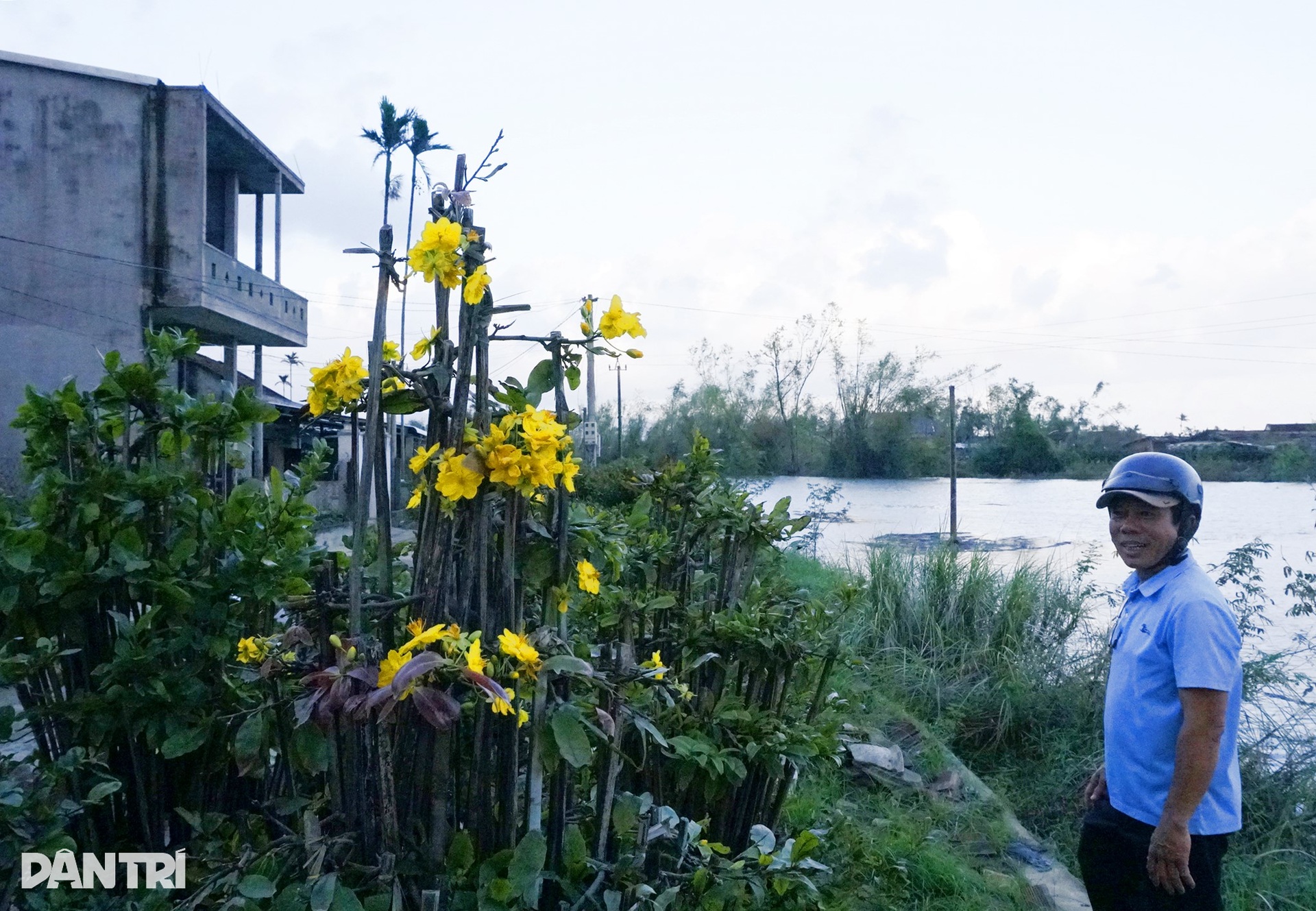 Nông dân điêu đứng vì mai Tết cười sau bão lũ dồn dập - 7