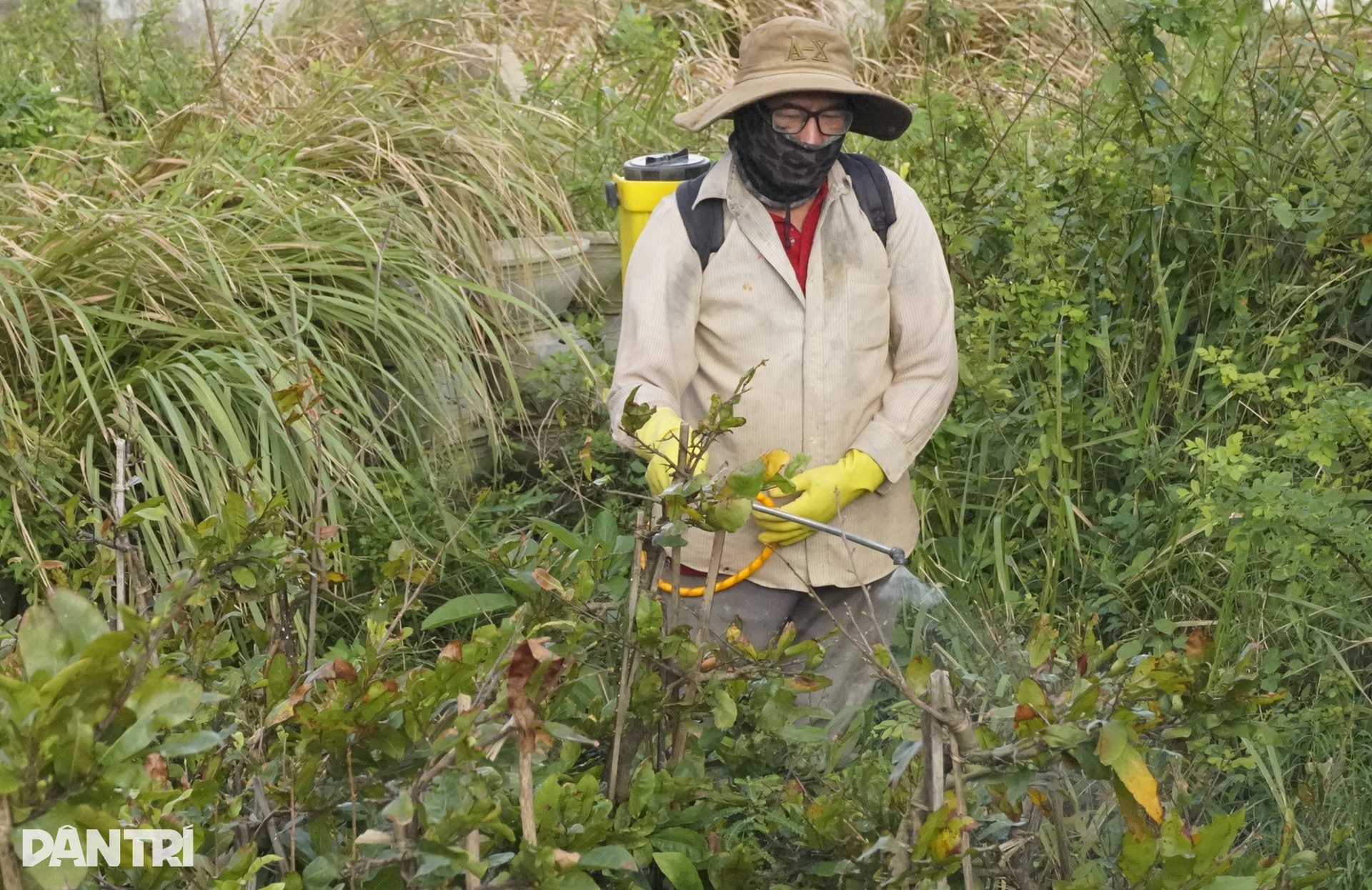 Nông dân điêu đứng vì mai Tết cười sau bão lũ dồn dập - 8