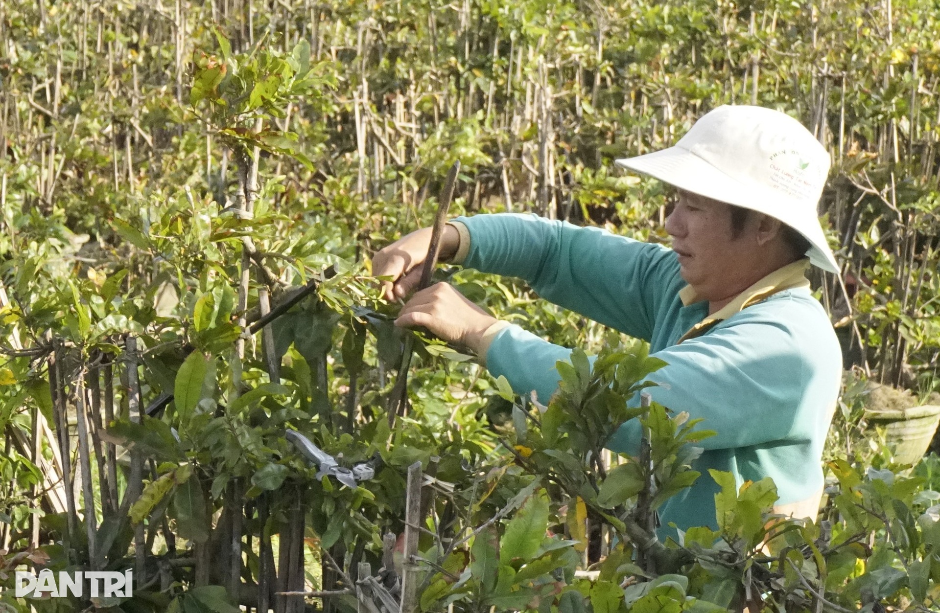 Nông dân điêu đứng vì mai Tết cười sau bão lũ dồn dập - 9