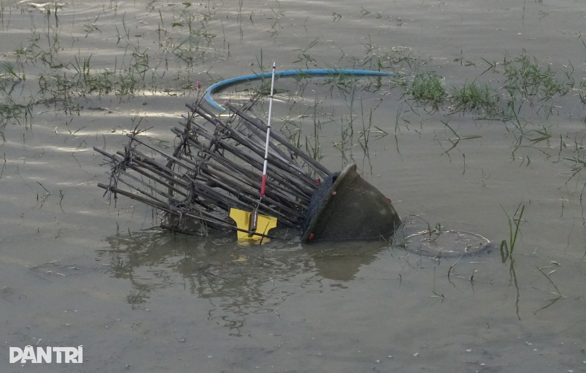 Nông dân điêu đứng vì mai Tết cười sau bão lũ dồn dập - 10