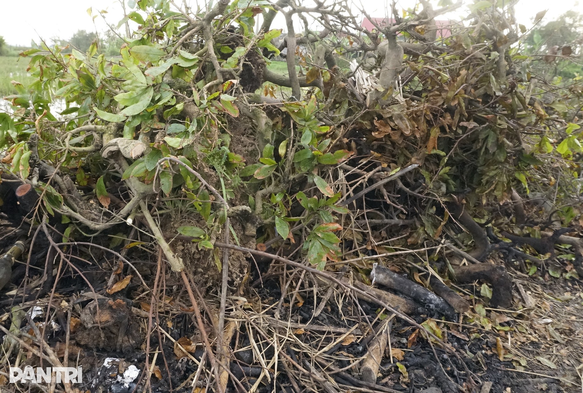 Nông dân điêu đứng vì mai Tết cười sau bão lũ dồn dập - 11