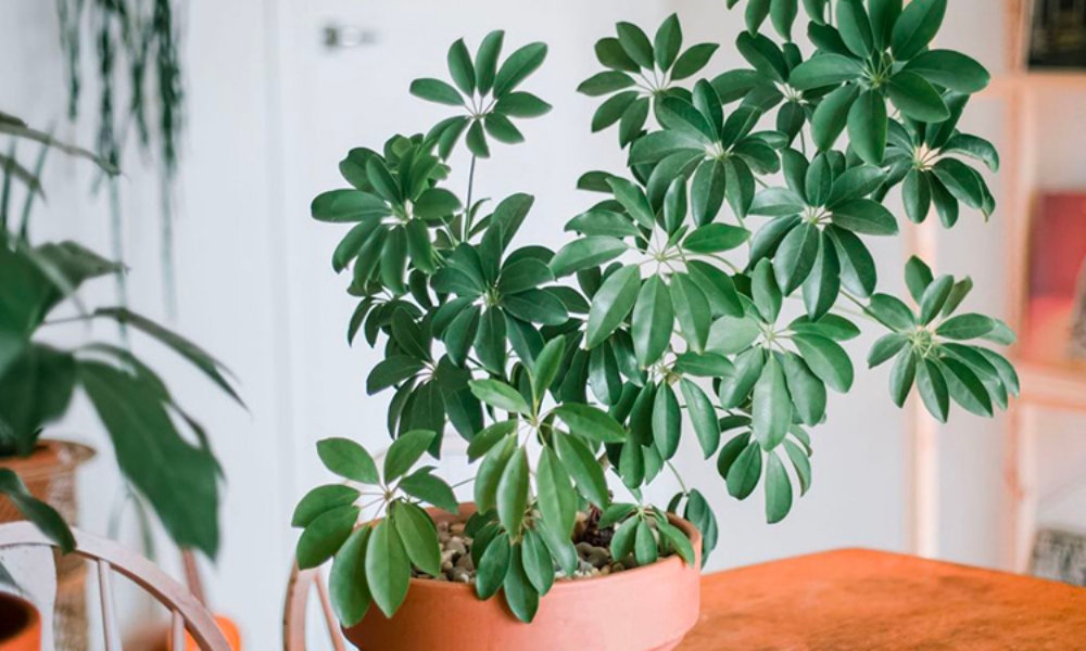 9 loại cây vừa đuổi muỗi hiệu quả, vừa hút tài lộc, sức khỏe gia chủ tốt lên thấy rõ: Nhà nào cũng nên trồng- Ảnh 3.