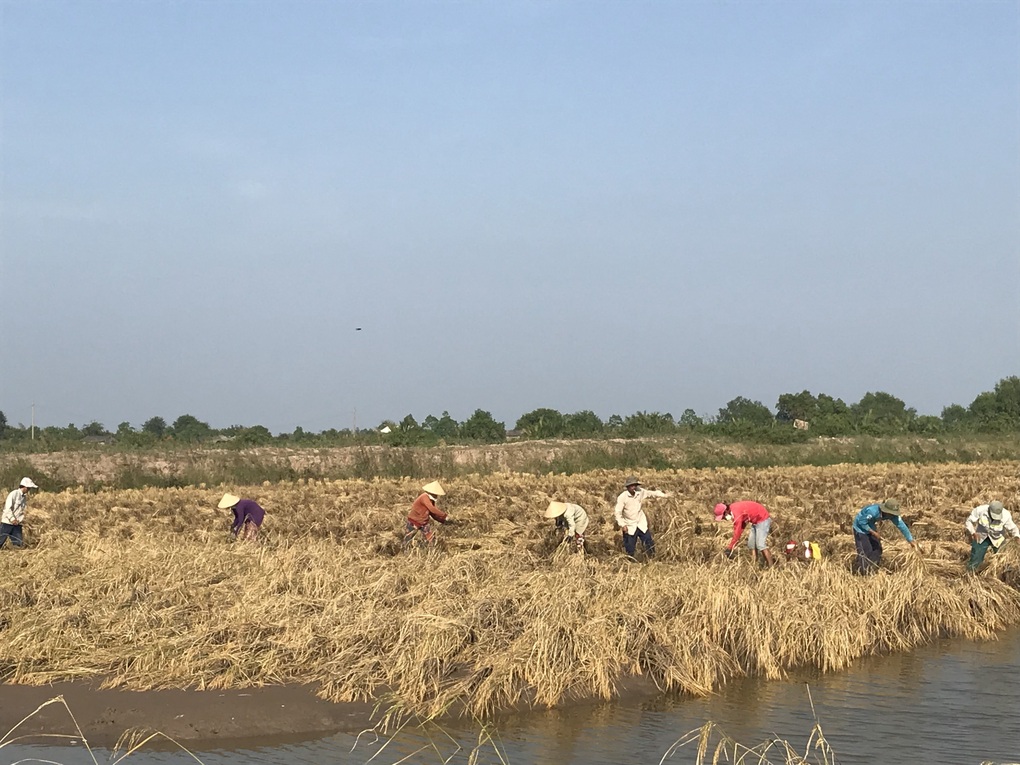 Sau gạo ngon nhất thế giới, Việt Nam sắp ra mắt gạo dược liệu ngừa bệnh tật - 3