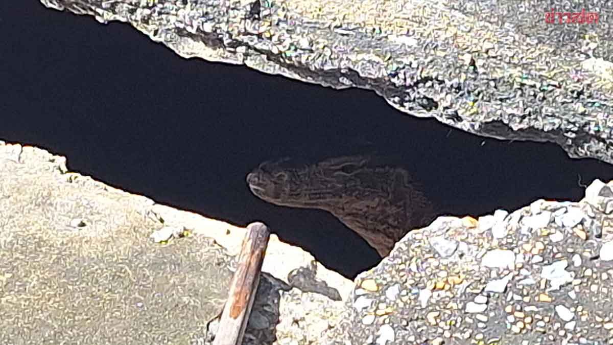 Rúng động Thái Lan: Phát hiện thi thể bé gái sơ sinh bị kỳ đà cắn, lời khai của mẹ 19 tuổi khiến ai nghe cũng lạnh gáy- Ảnh 2. Rúng động Thái Lan: Phát hiện thi thể bé gái sơ sinh bị kỳ đà cắn, lời khai của mẹ 19 tuổi khiến ai nghe cũng lạnh gáy- Ảnh 2.