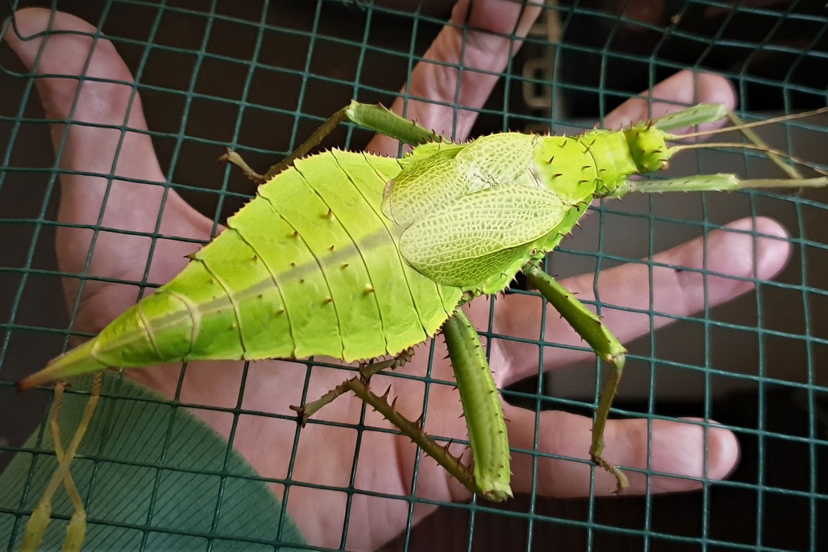 Loài bọ khổng lồ người toàn gai độc đáo