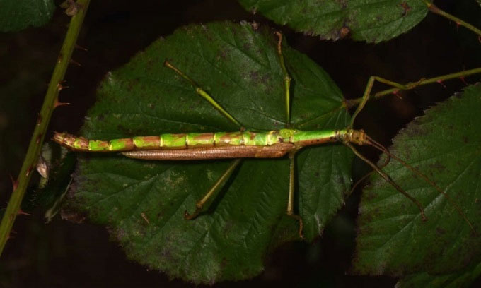 Con bọ que lưỡng tính độc lạ