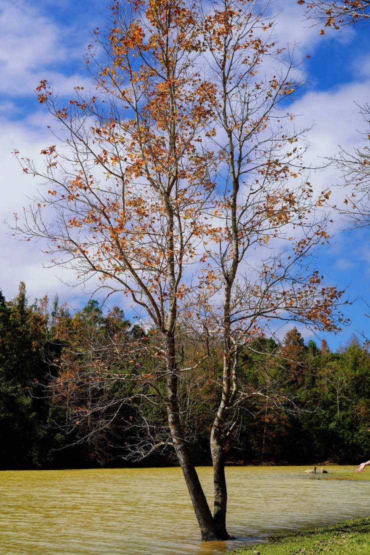 Khu rừng Quảng Trị có khung cảnh đẹp như trời Âu, hút khách tới check-in 5 Khu rừng Quảng Trị có khung cảnh đẹp như trời Âu, hút khách tới check-in - 6