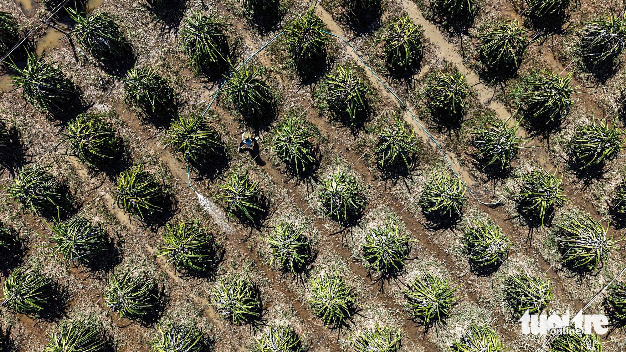 Nhà vườn thanh long Bình Thuận mất trắng vì lũ - Ảnh 2.