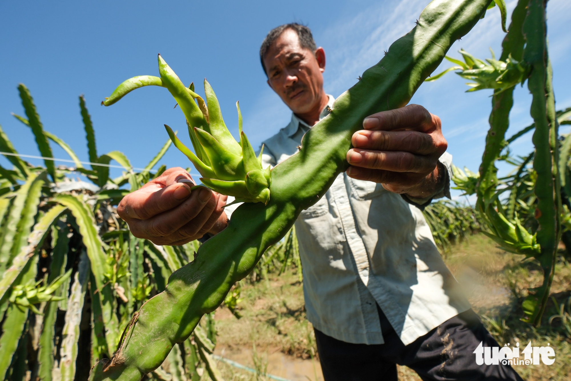 Nhà vườn thanh long Bình Thuận mất trắng vì lũ - Ảnh 7.