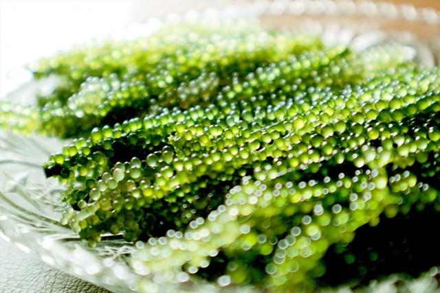 Loại siêu thực phẩm, bảo vệ sức khỏe tim mạch, chống loãng xương có sẵn ở biển Việt Nam, chế biến nhiều món ngon 3 Loại siêu thực phẩm, bảo vệ sức khỏe tim mạch, chống loãng xương có sẵn ở biển Việt Nam, chế biến nhiều món ngon - 2