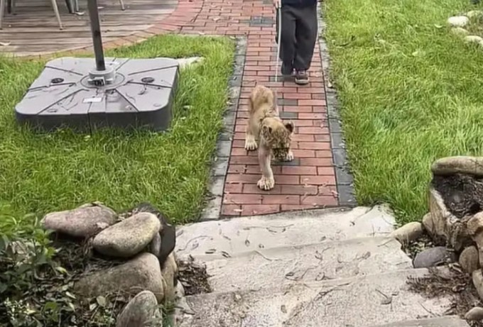 Tranh cãi khu resort ở Trung Quốc cho sư tử vào đánh thức khách 3 Nhân viên khu nghỉ đang dẫn sư tử vào phòng đánh thức khách. Ảnh: Baidu