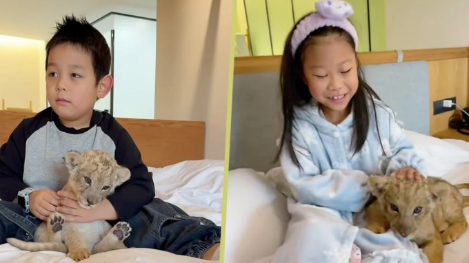 Tranh cãi khu resort ở Trung Quốc cho sư tử vào đánh thức khách 4 Các khách nhí được sư tử con đánh thức tại giường. Ảnh: SCMP