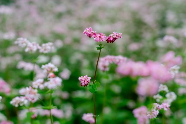 Từ đảo ngọc đến cao nguyên đá, câu chuyện mùa lễ hội cuối năm thú vị- Ảnh 5. Từ đảo ngọc đến cao nguyên đá, câu chuyện mùa lễ hội cuối năm thú vị- Ảnh 5.