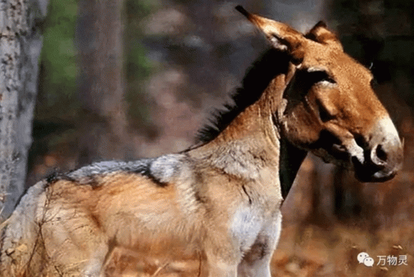 Tuyệt tích sau 500.000 năm, loài vật quý hiếm bậc nhất hành tinh bất ngờ tái xuất 2 loài vật quý hiếm bậc nhất hành tinh, sói đầu lừa