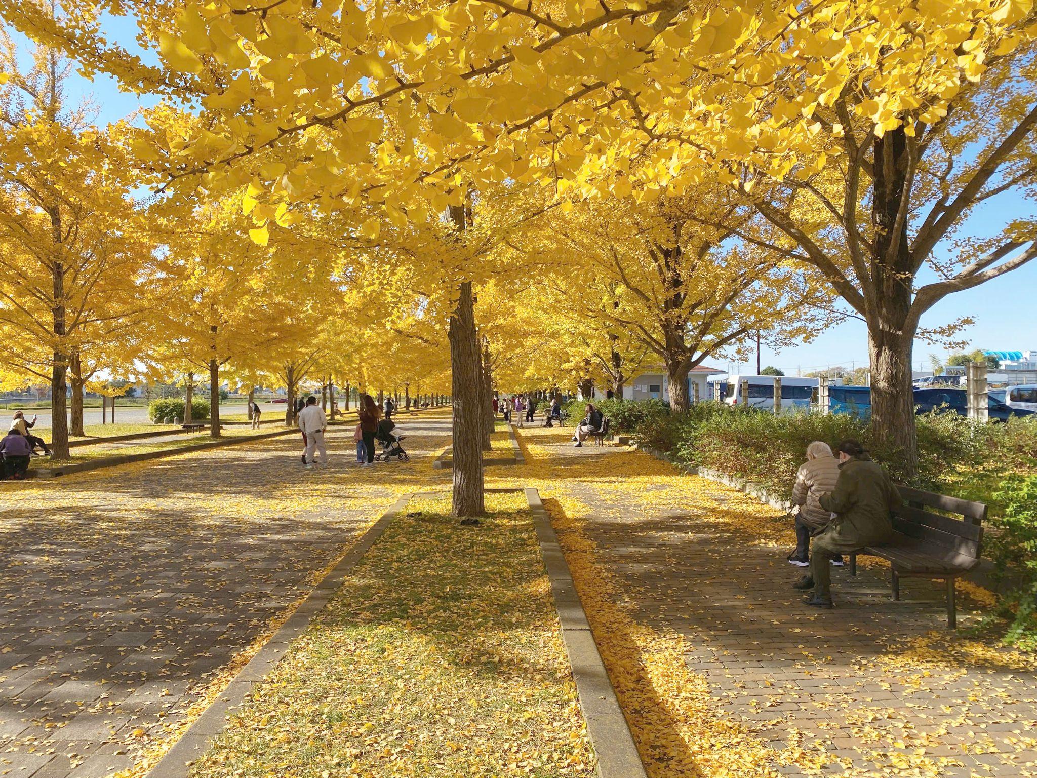 Góc chữa lành cho những tâm hồn xa xứ ở đất nước Mặt trời mọc 6 Kazo Hanasaki Water Park ngập sắc vàng.