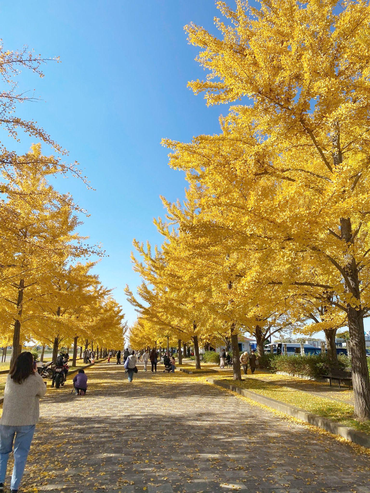 Góc chữa lành cho những tâm hồn xa xứ ở đất nước Mặt trời mọc 7 Sắc vàng càng nổi bật giữa bầu trời trong xanh.