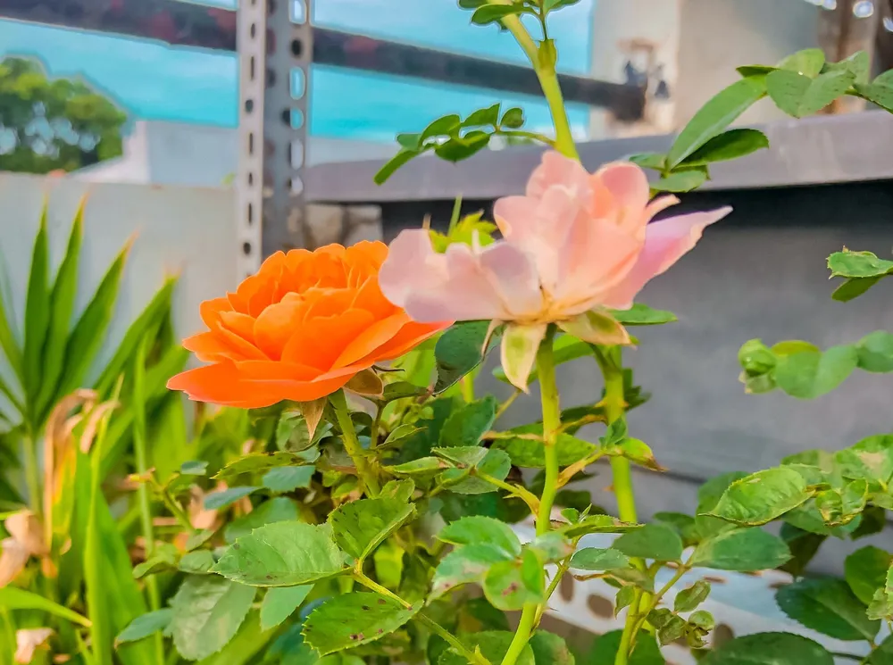 Một góc xanh ở phòng trọ hiện tại của tác giả. Một góc xanh ở phòng trọ hiện tại của tác giả.