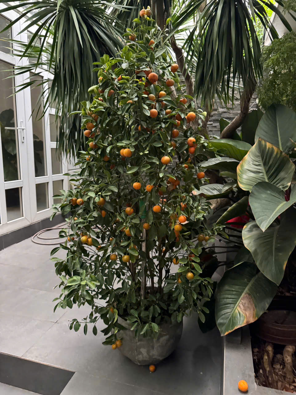 Sốc: Dưa hấu chưng tết nửa năm vẫn tươi nguyên- Ảnh 3. Sốc: Dưa hấu chưng tết nửa năm vẫn tươi nguyên- Ảnh 3.