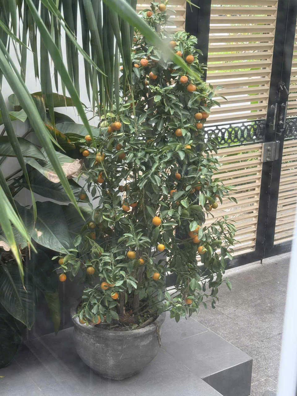 Sốc: Dưa hấu chưng tết nửa năm vẫn tươi nguyên- Ảnh 4. Sốc: Dưa hấu chưng tết nửa năm vẫn tươi nguyên- Ảnh 4.