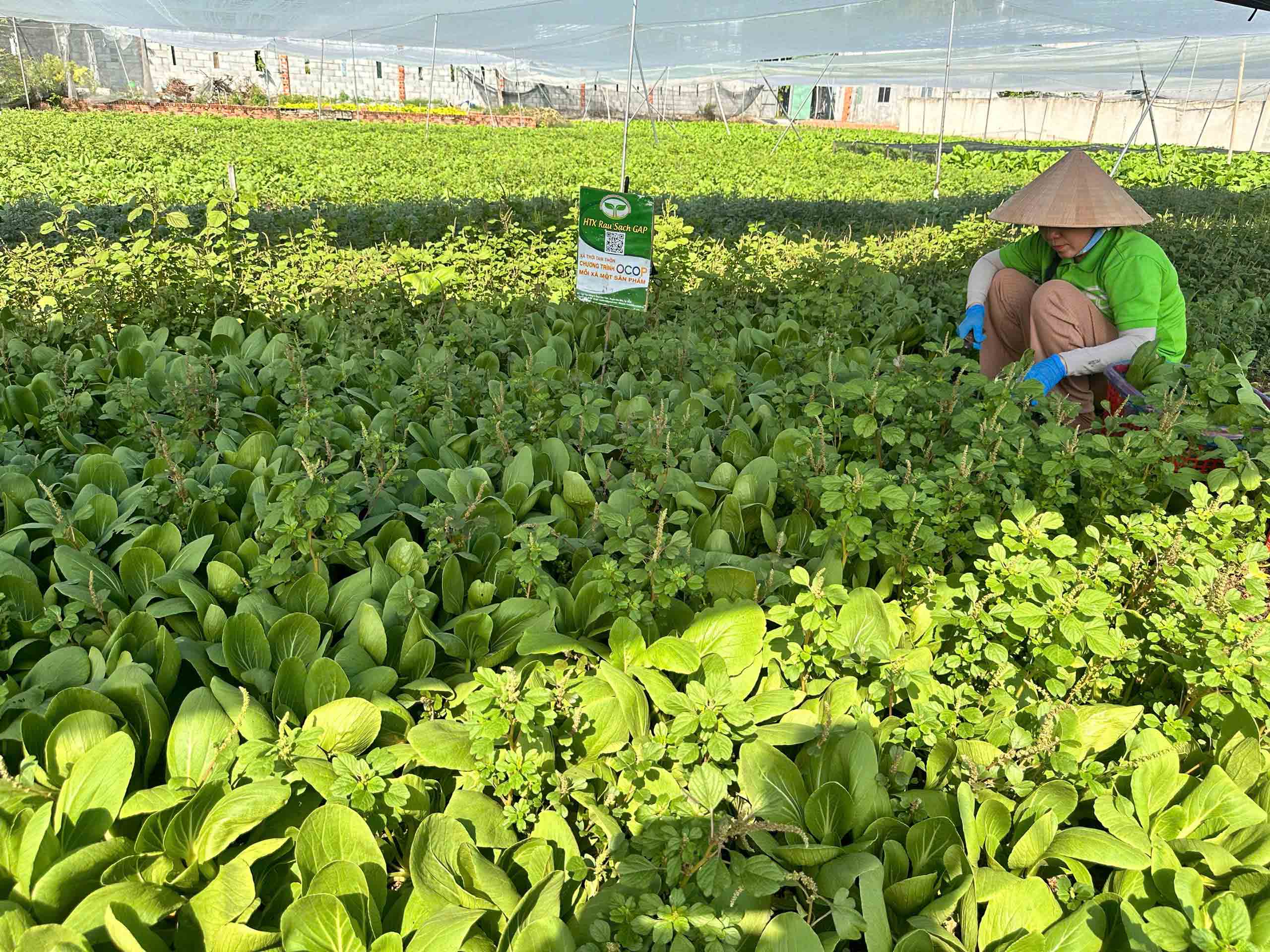 Triết lý làm nông tử tế trong phong trào thi đua yêu nước tại TP . HCM - Ảnh 2. Triết lý làm nông tử tế trong phong trào thi đua yêu nước tại TP . HCM - Ảnh 2.