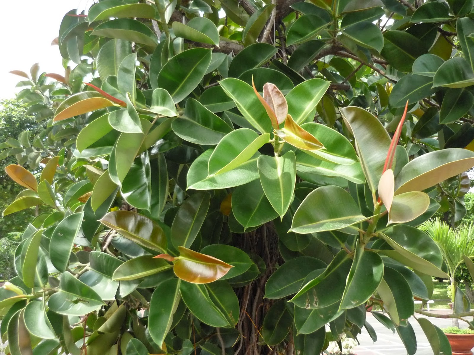 7 loại cây không nên trồng trong nhà: Vừa là biểu tượng của vận xui, vừa chứa chất độc- Ảnh 6.