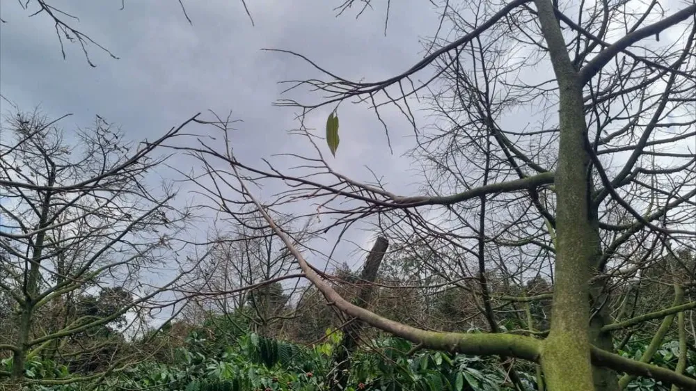 Nhiều cây sầu riêng đã chết khô. Ảnh: T.T sầu riêng 200.jpg