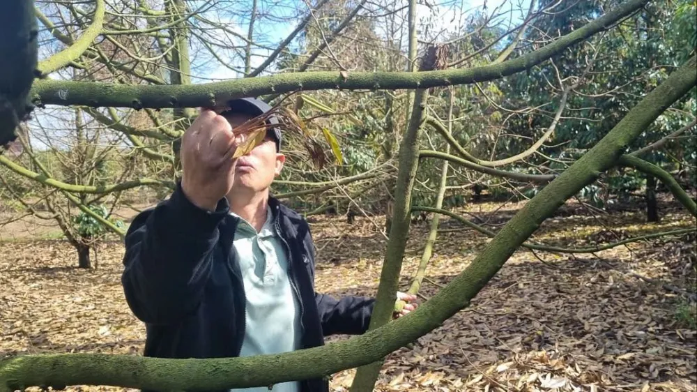 Vườn sầu riêng của ông Hà đã chết khoảng 35 cây. Ảnh: T.T sầu riêng 011.jpg