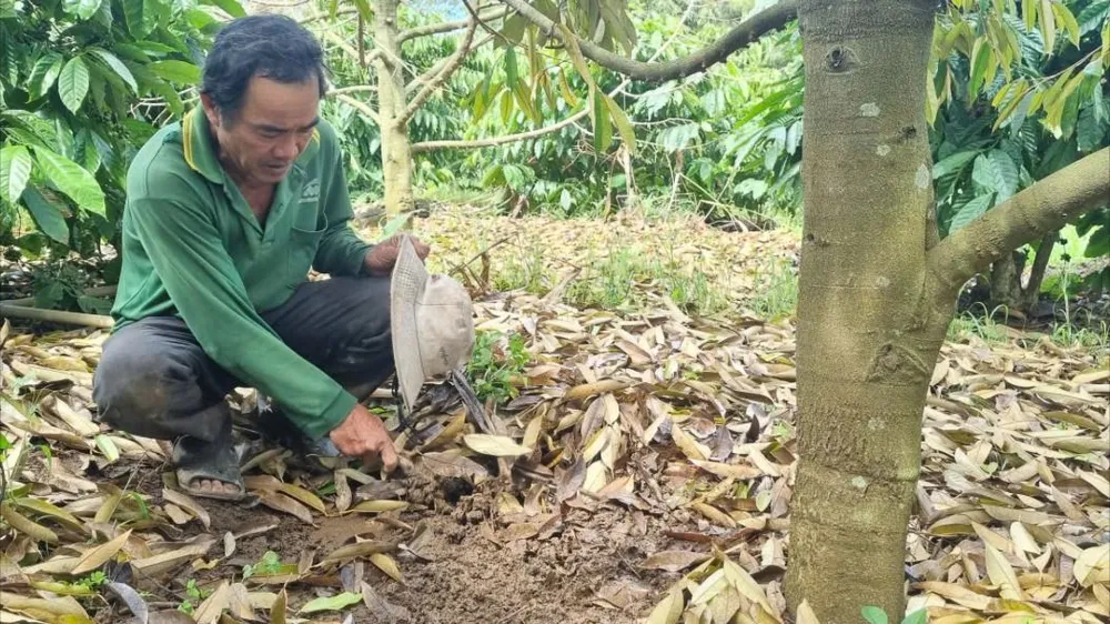 Mưa nhiều làm đất dư nước, khiến sầu riêng thối rễ. Ảnh: T.T sầu riêng 04.jpg