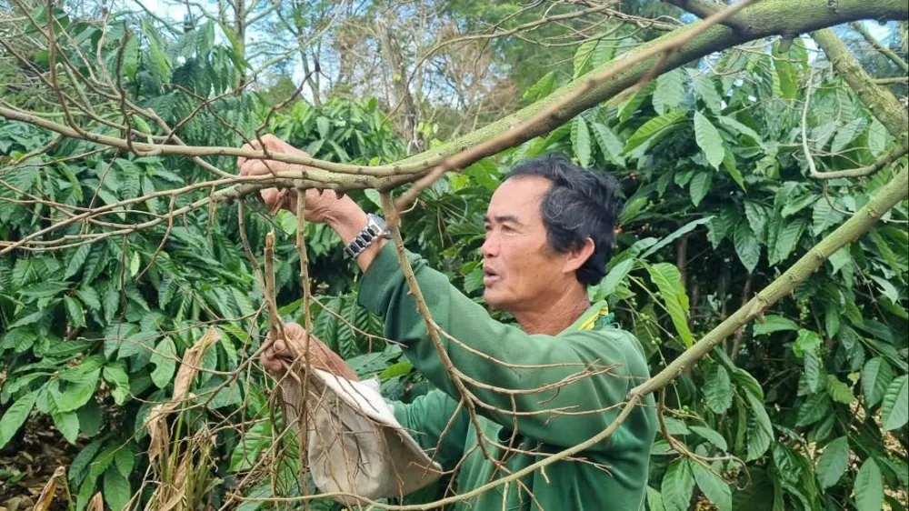 Các cây sầu riêng đã trụi lá, khô cành. Ảnh: T.T sầu riêng 014.jpg