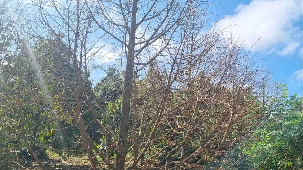 Cây sầu riêng chết, gây thiệt hại rất lớn đối với người dân. Ảnh: T.T sầu riêng 09.jpg