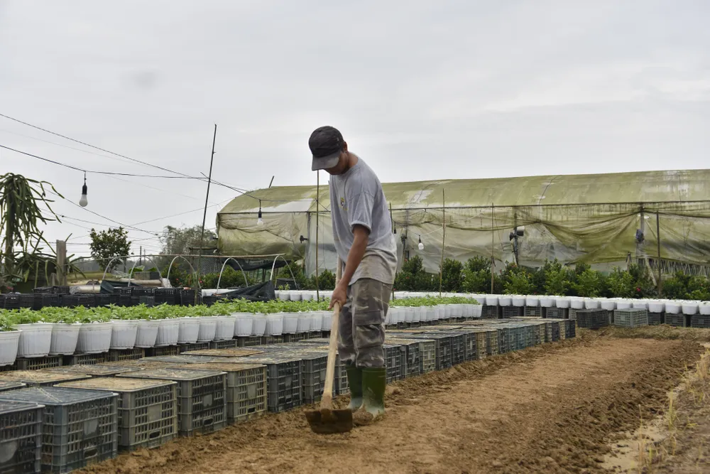 bo-dai-trong-ngan-nong-dan-hue-nom-nop-so-ba-chang-tha (5).jpg