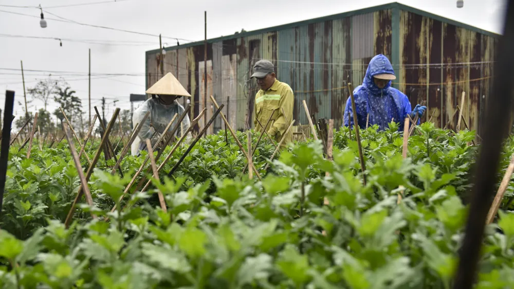 Ông Nguyễn Ngọc Phú (ở giữa) chăm sóc vườn hoa sau lũ. Ảnh: NGUYỄN DO bo-dai-trong-ngan-nong-dan-hue-nom-nop-so-ba-chang-tha (20).jpg