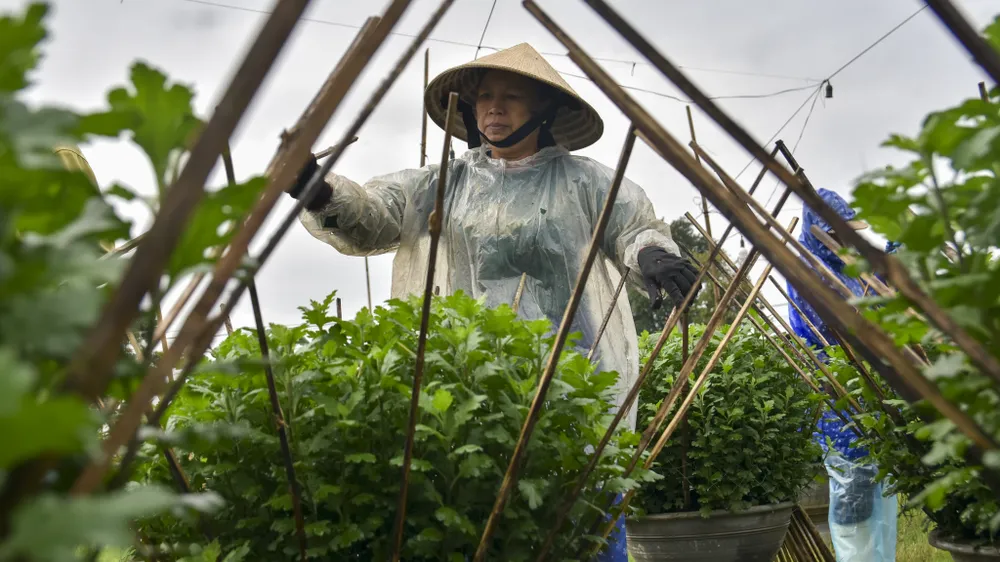 Người trồng hoa lo ngại vườn hoa từng bị ngập nước sẽ kém phát triển và thấp còi hơn bình thường. Ảnh: NGUYỄN DO bo-dai-trong-ngan-nong-dan-hue-nom-nop-so-ba-chang-tha (19).jpg