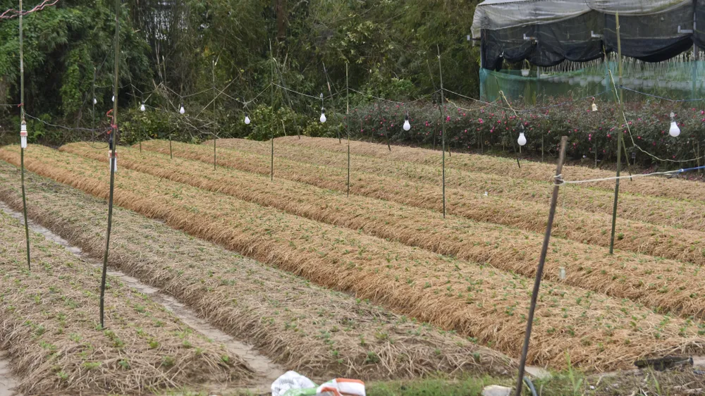 bo-dai-trong-ngan-nong-dan-hue-nom-nop-so-ba-chang-tha (14).jpg