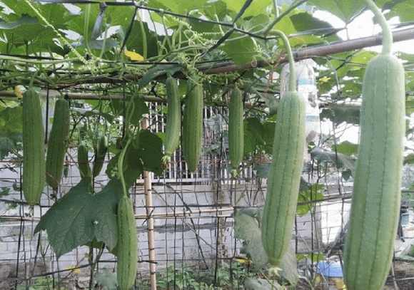 Lá mướp, công dụng của lá mướp