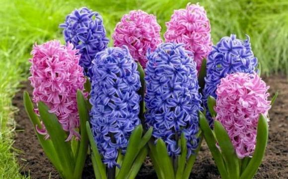  cây cảnh có phong thủy xấu, phong thủy gia đình, phong thủy