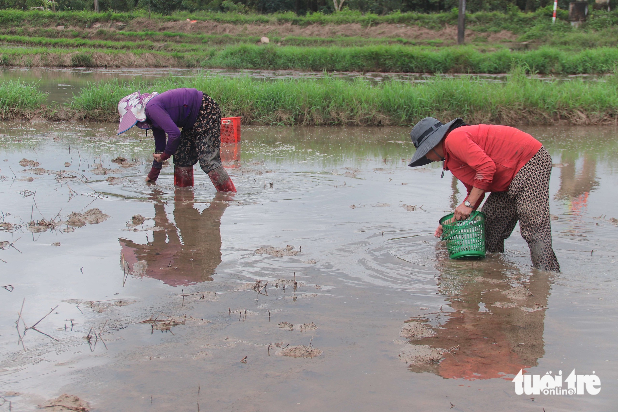 Người dân Đà Nẵng bắt cả tạ ốc bươu vàng, thu bộn tiền mỗi ngày 2 ốc bươu vàng - Ảnh 2.