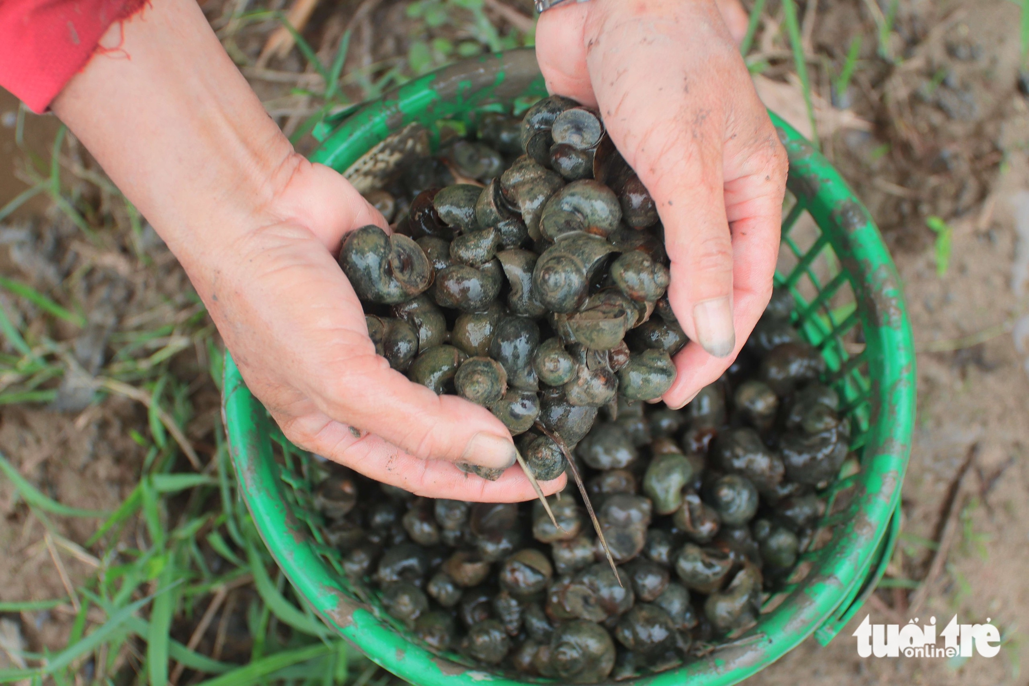 Người dân Đà Nẵng bắt cả tạ ốc bươu vàng, thu bộn tiền mỗi ngày 4 ốc bươu vàng - Ảnh 4.