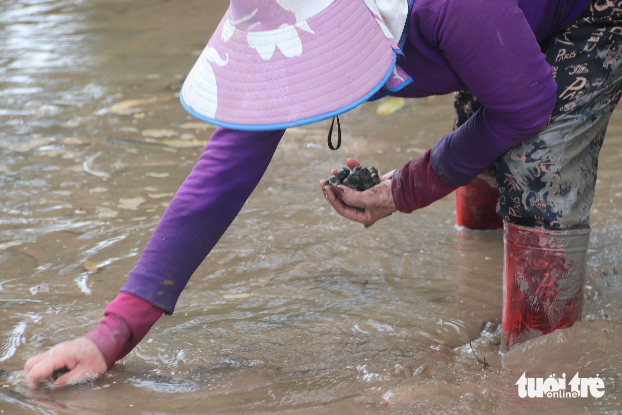 Người dân Đà Nẵng bắt cả tạ ốc bươu vàng, thu bộn tiền mỗi ngày 5 ốc bươu vàng - Ảnh 5.