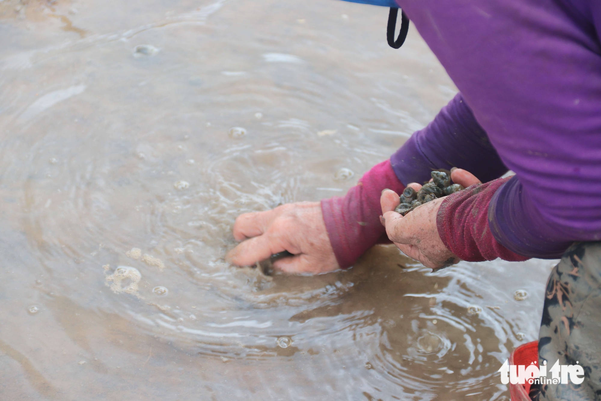 Người dân Đà Nẵng bắt cả tạ ốc bươu vàng, thu bộn tiền mỗi ngày 6 ốc bươu vàng - Ảnh 6.
