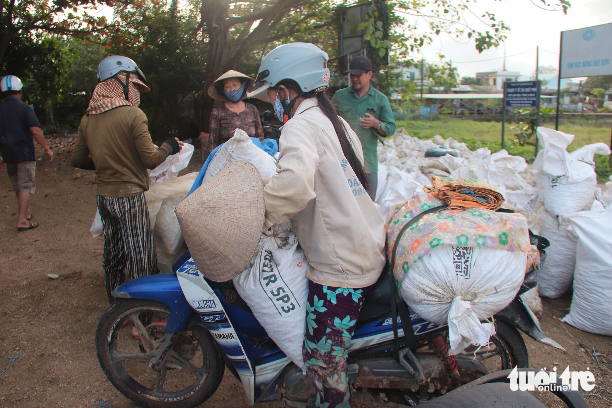 Người dân Đà Nẵng bắt cả tạ ốc bươu vàng, thu bộn tiền mỗi ngày 10 ốc bươu vàng - Ảnh 10.