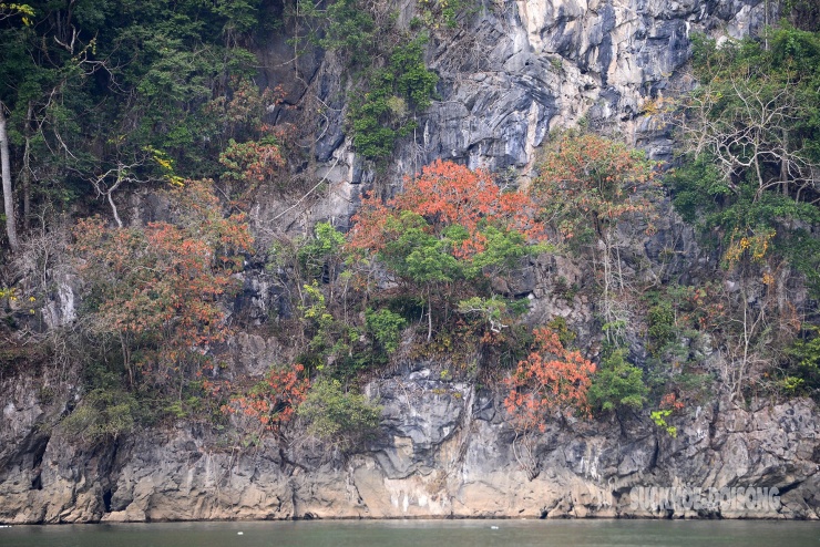 Rừng cổ thụ khoác áo mới bên hồ nước ngọt đẹp nhất thế giới 8 Rừng cổ thụ 'khoác áo mới' bên hồ nước ngọt đẹp nhất thế giới - 7