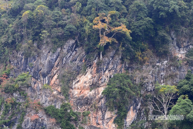 Rừng cổ thụ khoác áo mới bên hồ nước ngọt đẹp nhất thế giới 7 Rừng cổ thụ 'khoác áo mới' bên hồ nước ngọt đẹp nhất thế giới - 6