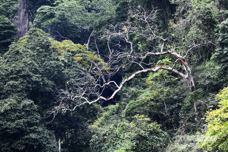 Rừng cổ thụ khoác áo mới bên hồ nước ngọt đẹp nhất thế giới 11 Rừng cổ thụ 'khoác áo mới' bên hồ nước ngọt đẹp nhất thế giới - 10