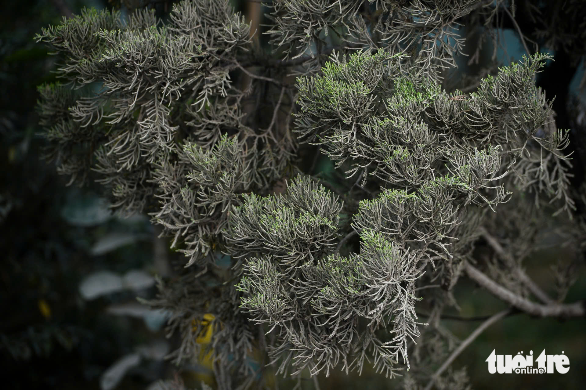 Một ngày của nghề 'ăn bụi' để mưu sinh ở Hà Nội - Ảnh 8. ô nhiễm không khí - Ảnh 8.